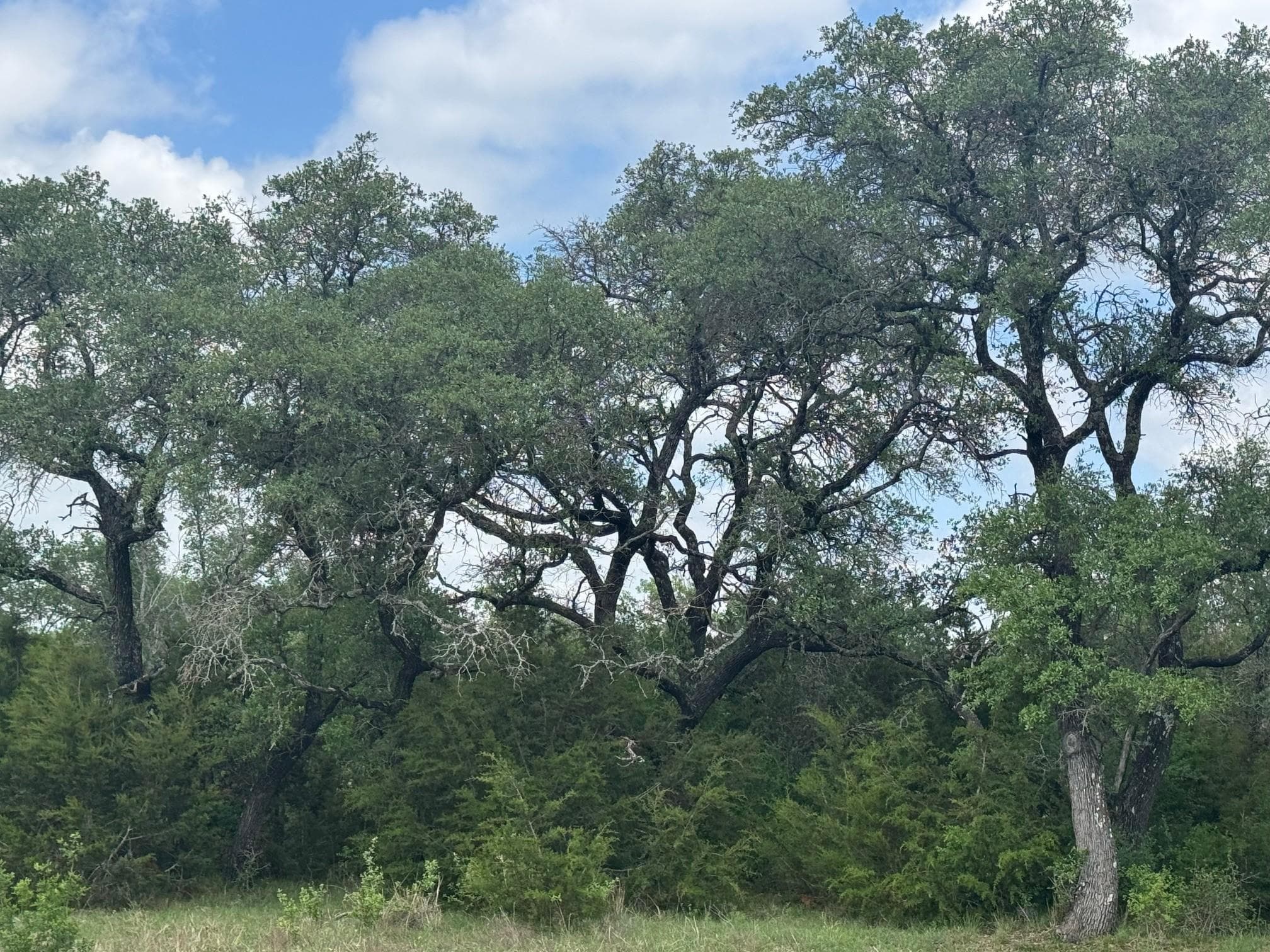 Lot 40 Maverick WAY